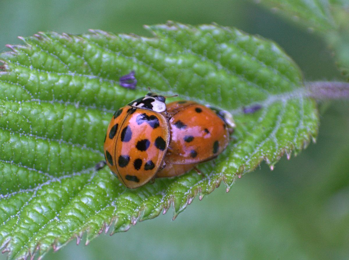 Harmonia axyridis - accoppiamento